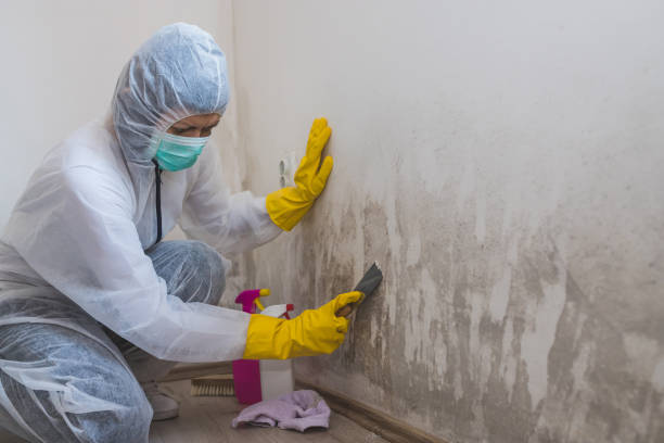 Mold Removal Process in Frontenac, MO