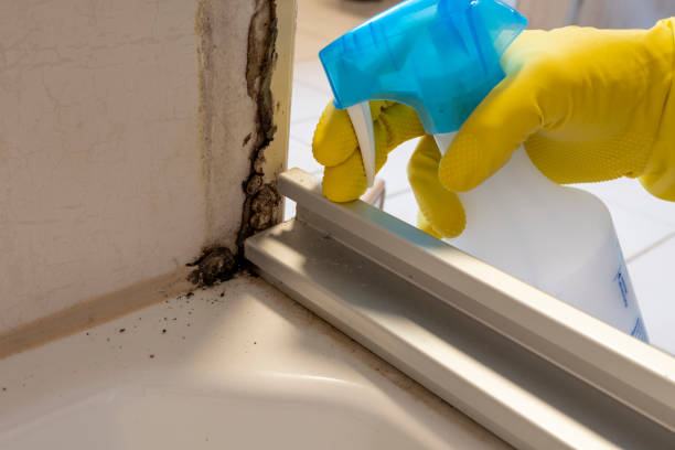 Office Mold Removal Services in Frontenac, MO