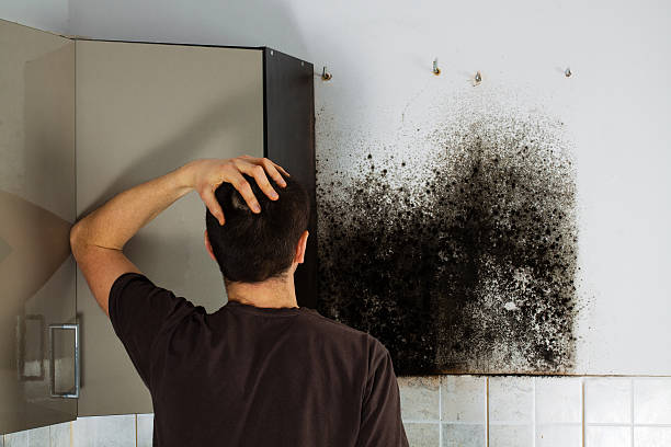 Professional Mold Removal in Frontenac, MO
